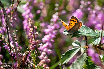 Ready for take off (Lycaena phlaeas) by Author Sim1