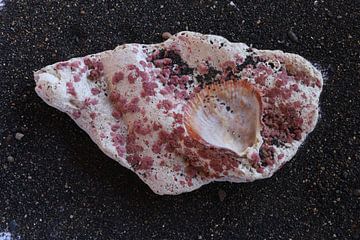 fossiel koraal steen met schelp van foto by rob spruit