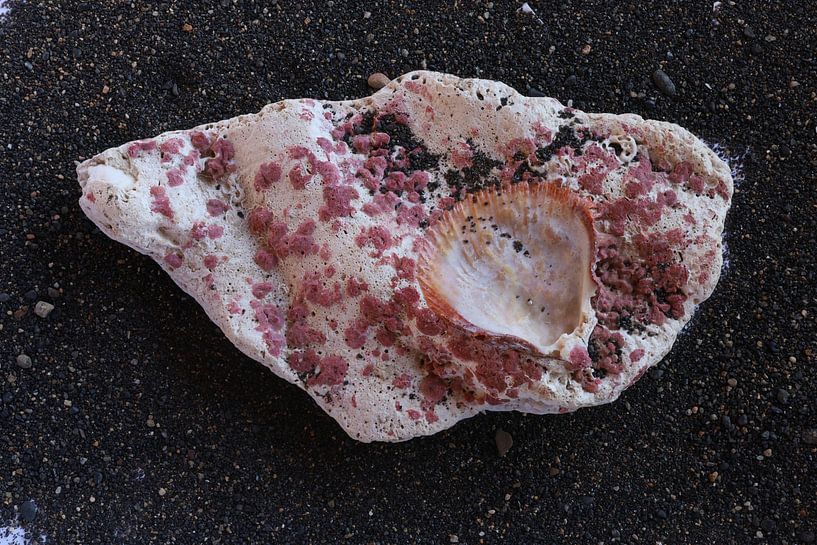 pierre de corail fossile avec coquillage par foto by rob spruit