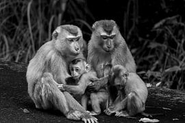 Family of macaques in black and white by Franklin Driessen