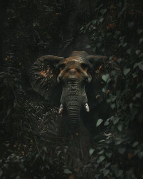 Olifant verborgen in het mystieke bos van fernlichtsicht