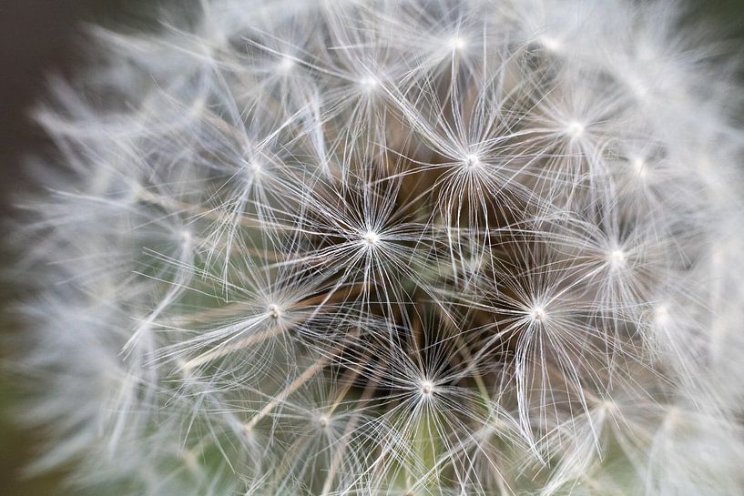 Witte Paardenbloem by Kimberly de Pater