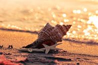 Strand Muschel von Tanja Riedel Miniaturansicht