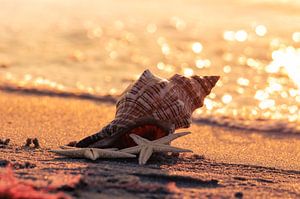 Strand Muschel