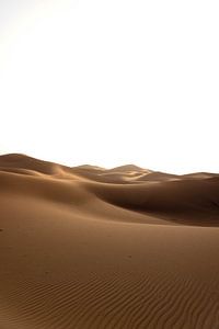 Sahara °14