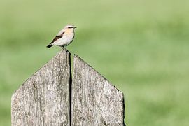 Geflügelter Polder-Räuber! von Kevin van den Hoven