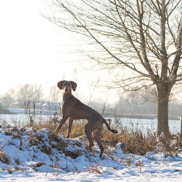 Weimaraner par Antoon van Osch