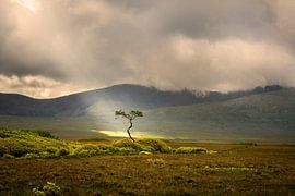 Jacob's ladder shines a tree in Ireland by Bo Scheeringa Photography