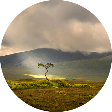 Jacobs ladder beschijnt een boom  in Ierland