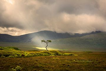Jacob's ladder shines a tree in Ireland by Bo Scheeringa Photography