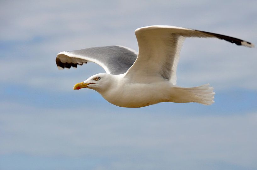 meeuw hoog in de lucht by Bob Bleijerveld
