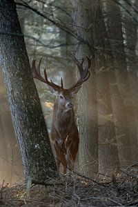 Rothirsch ( Cervus elaphus ) steht nahezu märchenhaft bei schönstem Licht zwischen Bäumen im Wald