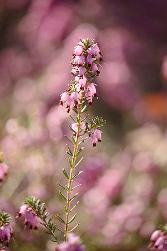 Rosa blühende Heide - 1