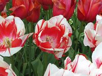Keukenhof bloemen