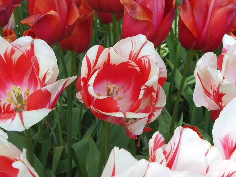 Keukenhof bloemen von Veli Aydin