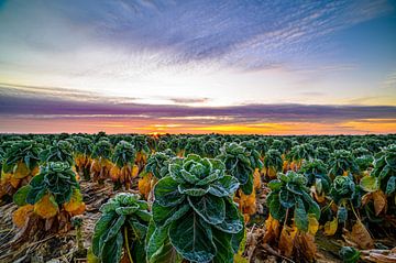 1st frost over the sprouts by Alvin Aarnoutse