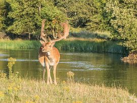 stolze Hirsche von Andre Bolhoeve