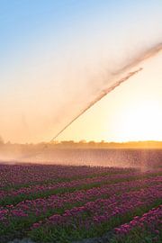 Tulips from the North, Oldenzijl by Ronnie Schuringa
