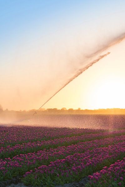 Tulpen aus dem Norden, Oldenzijl von Ronnie Schuringa