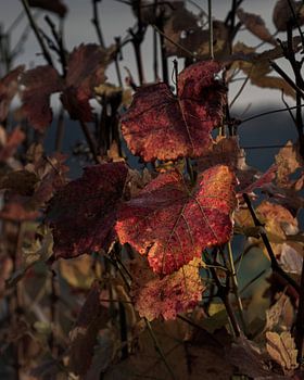 Autumnal glow in the vineyard