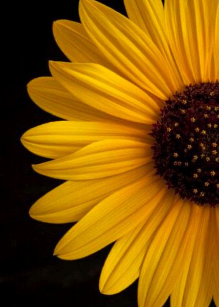 Flower by Sepvian Armanda