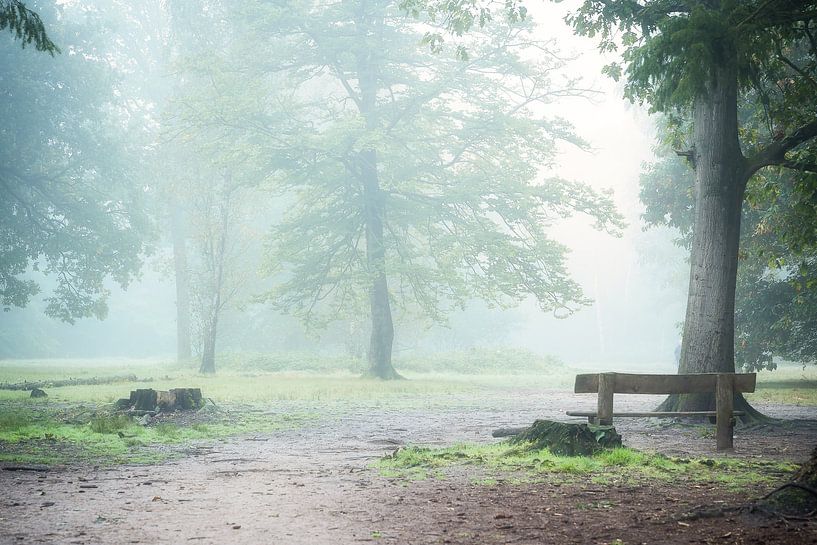 Forest and fog 3 by Björn van den Berg