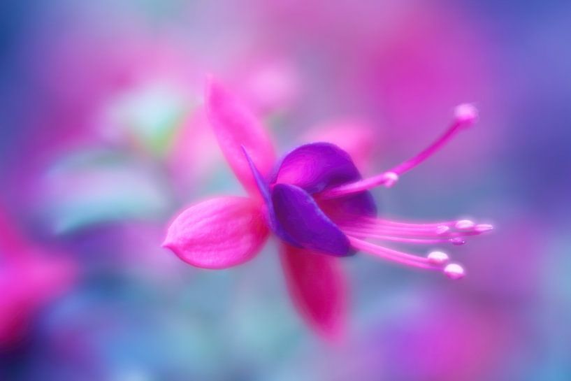  Fuchsia Fantasie.... von LHJB Photography