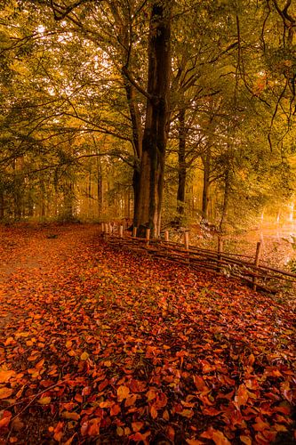 Magic in the forest