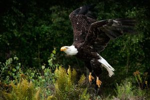 Aigle à tête blanche ou aigle à queue blanche d'Amérique : Safaripark Beekse Bergen sur Loek Lobel