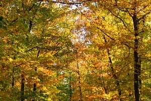 Blik naar boven in een beukenbos met goudbruine bladeren van Sjoerd van der Wal Fotografie