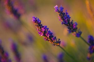 lavender Valensole 2 by Vincent Xeridat