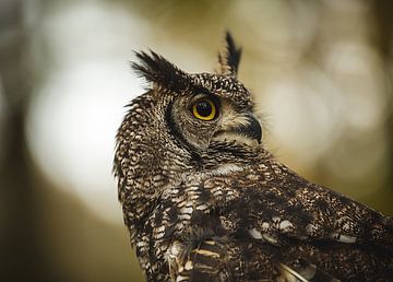 Portrait of an African Eagle Owl by KB Design & Photography (Karen Brouwer)