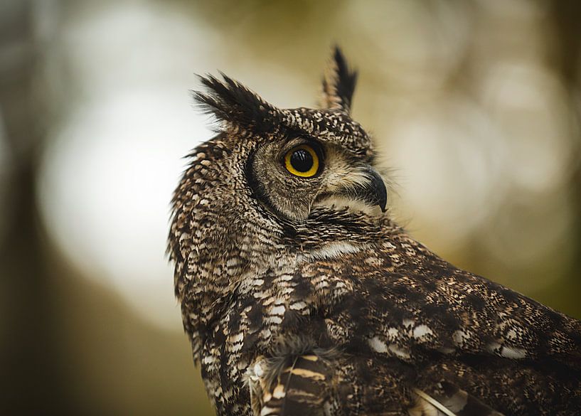 Portrait d'un hibou grand-duc d'Afrique par KB Design & Photography (Karen Brouwer)