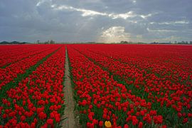 Tulpen van Michel van Kooten