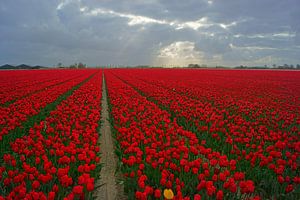 Tulpen