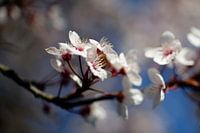 Macro photo of cherry blossom