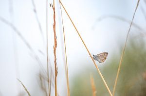 Schmetterling: Ikarus-Bläuling (Polyommatus icarus)