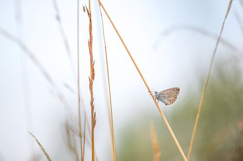 Vlinder: icarusblauwtje (Polyommatus icarus)