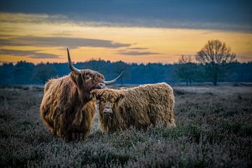 Schotse Hooglander kalf met moeder bij zonsondergang van JD Shoots