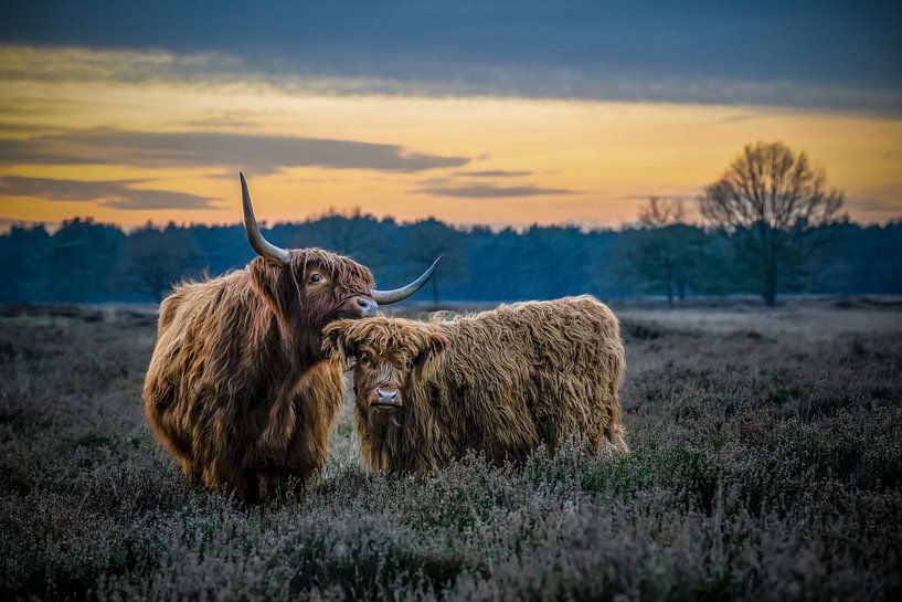 Schotse Hooglander kalf met moeder bij zonsondergang van JD Shoots