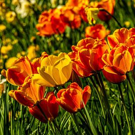 orange gelbe Tulpen