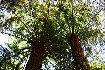 Large ferns by Bianca Arkesteijn