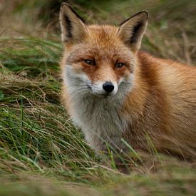 The Fox by P van Beek