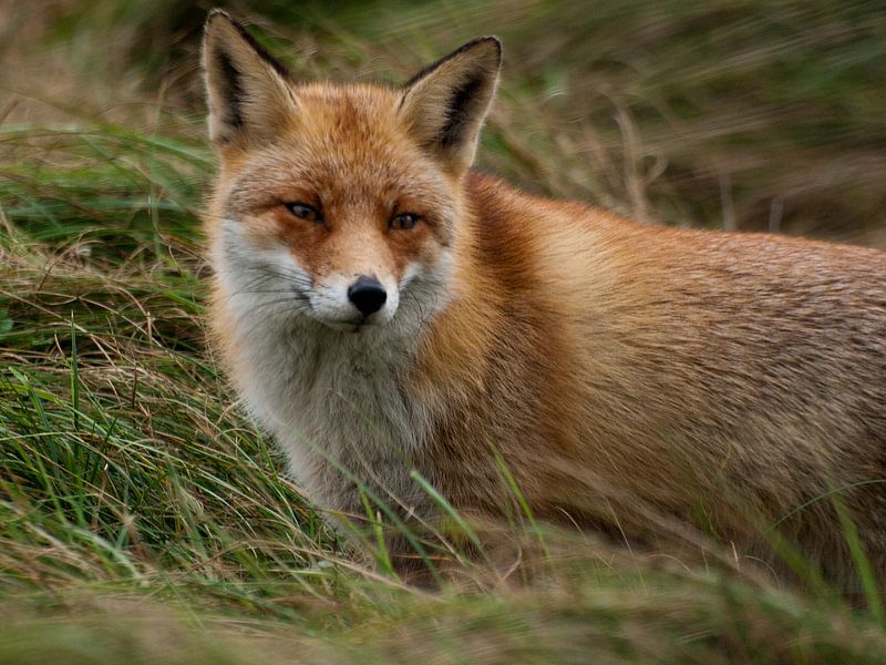 De vos in de AWD van P van Beek
