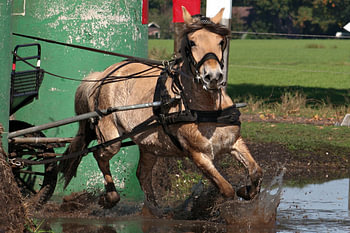 Paard rent door de waterbak. 