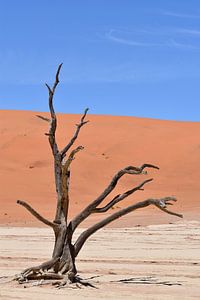 Baum im Sossusvlei von Myrthe Visser-Wind