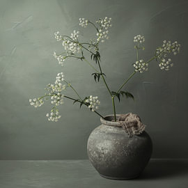 Timeless Cow Parsley by Mayra Fotografie