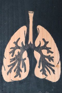 Lungs (3/3)