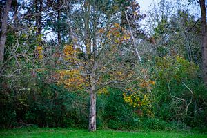 Fast kahler Baum
