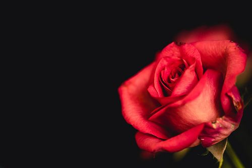 Eine rote Rose für dich